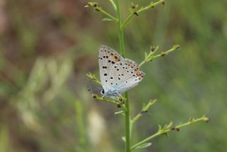 Byk Mor Bakr Gzeli (Lycaena alciphron)