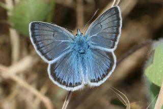 okgzl Yalanc Eros (Polyommatus eroides)