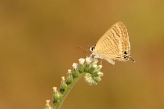 Lampides (Lampides boeticus)
