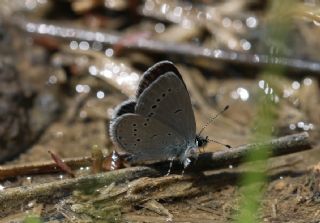 Minik Kupid (Cupido minimus)