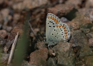 okgzl Esmer (Aricia agestis)