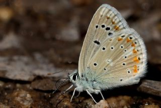 okgzl Turkuvaz Mavisi (Polyommatus dorylas)