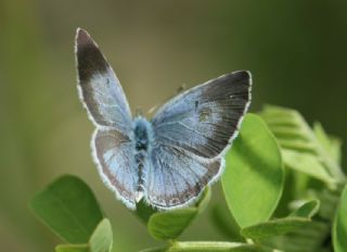 Kutsal Mavi (Celastrina argiolus)
