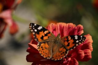 Diken Kelebei (Vanessa cardui)