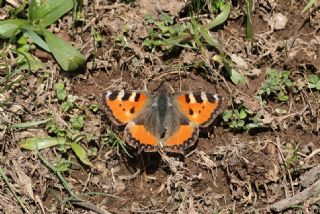 Aglais (Aglais urticae)