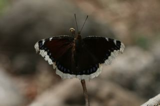 Sar Bandl Kadife (Inachis antiopa)