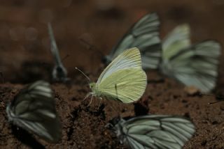 Da Beyazmelei (Pieris ergane)