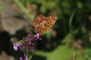 Beyaz nci (Clossiana euphrosyne)