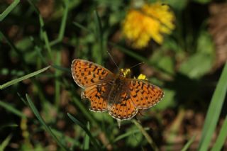 Beyaz nci (Clossiana euphrosyne)