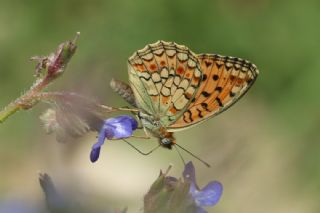 Niyobe (Fabriciana niobe)