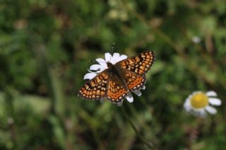 Nazuum (Euphydryas aurinia)