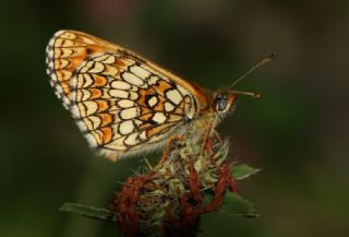 Amannisa (Melitaea athalia)