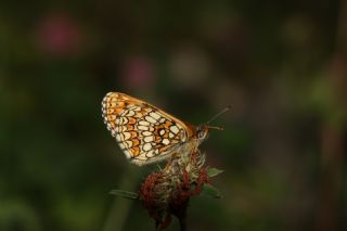 Amannisa (Melitaea athalia)