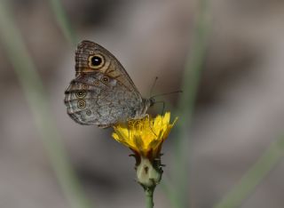 Esmerboncuk (Lasiommata maera)