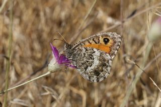 Seyit (Arethusana arethusa)