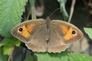 ayr Esmeri (Maniola jurtina)