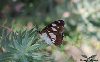 Akdeniz Hanmeli Kelebei (Limenitis reducta)