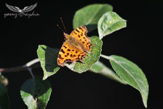 Yrtk Prtk (Inachis c-album)