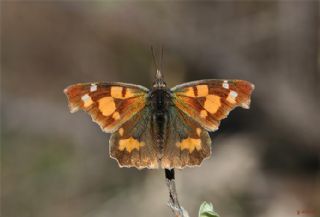 �itlembik Kelebe�i&nbsp;(Libythea&nbsp;celtis)