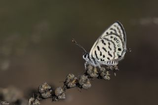 Balkan Kaplan (Tarucus balkanicus)