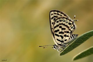Balkan Kaplan (Tarucus balkanicus)