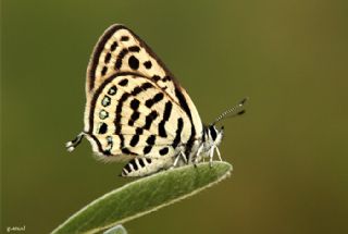 Balkan Kaplan (Tarucus balkanicus)
