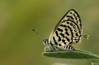 Balkan Kaplan (Tarucus balkanicus)