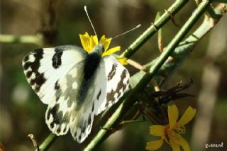 Yeni Beneklimelek (Pontia edusa)