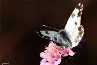 Yeni Beneklimelek (Pontia edusa)