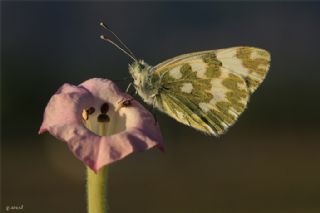 Yeni Beneklimelek (Pontia edusa)