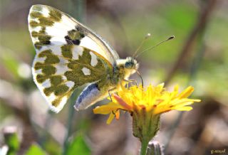 Yeni Beneklimelek (Pontia edusa)