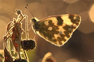 Yeni Beneklimelek (Pontia edusa)