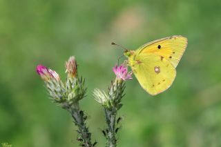 Sarı Azamet (Colias croceus)