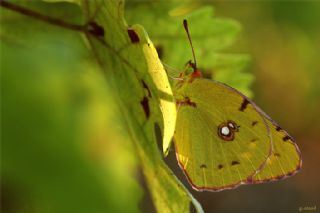 Sar Azamet (Colias croceus)