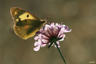 Sar Azamet (Colias croceus)