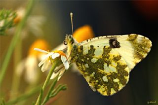 Da Oykls (Euchloe ausonia)