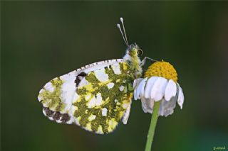 Da Oykls (Euchloe ausonia)