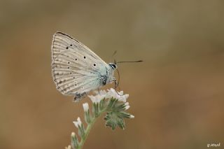 okgzl Dafnis (Polyommatus daphnis)