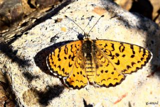 Gzel parhan (Melitaea trivia)