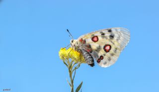 Apollo (Parnassius apollo)