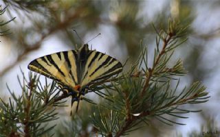 Erik Krlangkuyruk (Iphiclides podalirius)