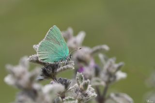 Anadolu Zmrt (Callophrys paulae)