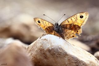 Kk Esmerboncuk (Lasiommata megera)