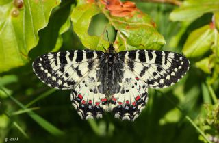 Kafkas Fistosu (Zerynthia caucasica)