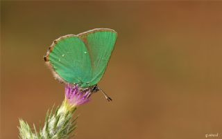 Zmrt (Callophrys rubi)