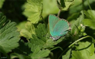 Zmrt (Callophrys rubi)
