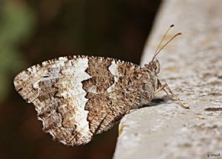Kara Murat (Brintesia  circe)