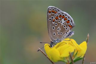 okgzl Mavi (Polyommatus icarus)