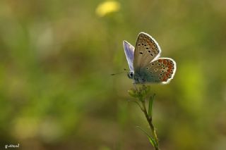 okgzl Meneke Mavisi (Polyommatus thersites)
