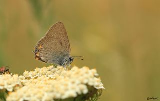 Minik Sevbeni (Satyrium acaciae)